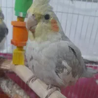 عروس هلندی