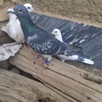 کبوتر رنگی و شهرستانی
