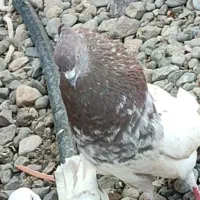 ۳تا کله ای نسل قدیم