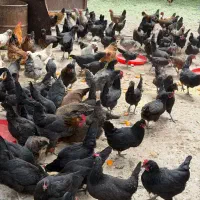 مرغ سیاه و جوجه و اردک و تخم مرغ
