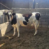 گاو ماده آبستن هلشتاین