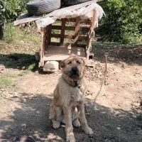سگ نگهبان
