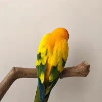 طوطی خورشیدی