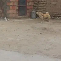 پاکوتاه سرابی نر