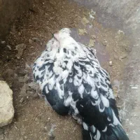 تخم نطفه دار گلین