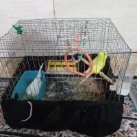 جفت