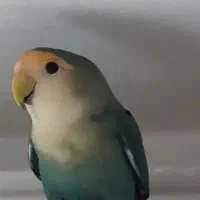 طوطی
