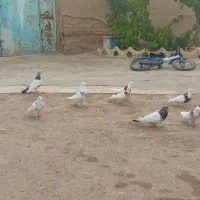 ده عدد طوقی فروشی