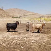 بز داشتی
