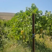 باغ-انگور