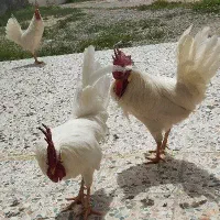 خروس فروشی