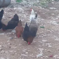 فروش تخم مرغ تازه