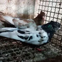 طوقی