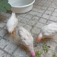 دو خروس یک مرغ چهار ماهه
