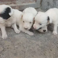 توله پاپی