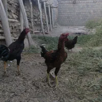 خروس لاری