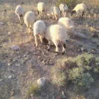 ۳راس بره شیرمست چاق .