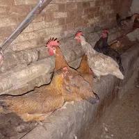 مرغ و خروس