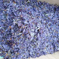 گل زعفران خشک شده