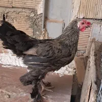 مرغ
