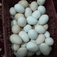 تخم مرغ