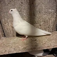 کفت. تهرانی