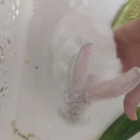 خرگوش کوچولو