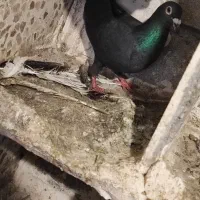 یک عدد کبوتر مسافتی سیاه گرفته شده