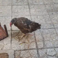 مرغ تخم گذار