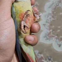 یک عدد گرینچیک گمشده