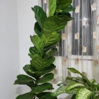 فیکوس لیراتا
