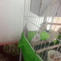 عروس هلندی زیبا بالغ