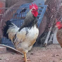 فروش خروس