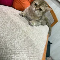 بریتیش ماده