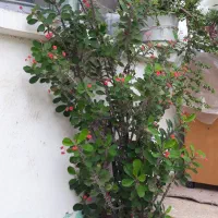 گل خانگی