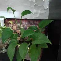 گل پتوس|گل و گیاه طبیعی|اصفهان, بهارستان|دیوار