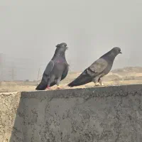 کبوتر خوب و عالی
