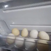 تخم مرغ محلی بدون نطفه