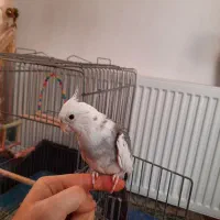 عروس هلندی نر وایت فیس