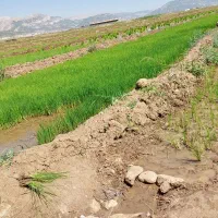 تخم چلتوک چمپا