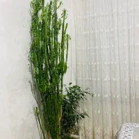 کاکتوس