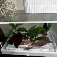 باکس شیشه ای