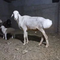 قوچ چینی قندوزی اصیل