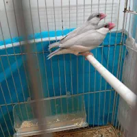 فنچ نرگسی