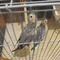 عروس هلندی گلباقالی