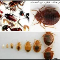 سمپاشی ضمانتی مهرابادیافت ابادنعمت اباد قزوین فلاح