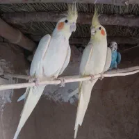 عروس هلندی