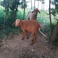گوسفند