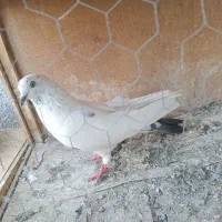 ماده گرفتنی