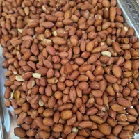 بادام کوهی